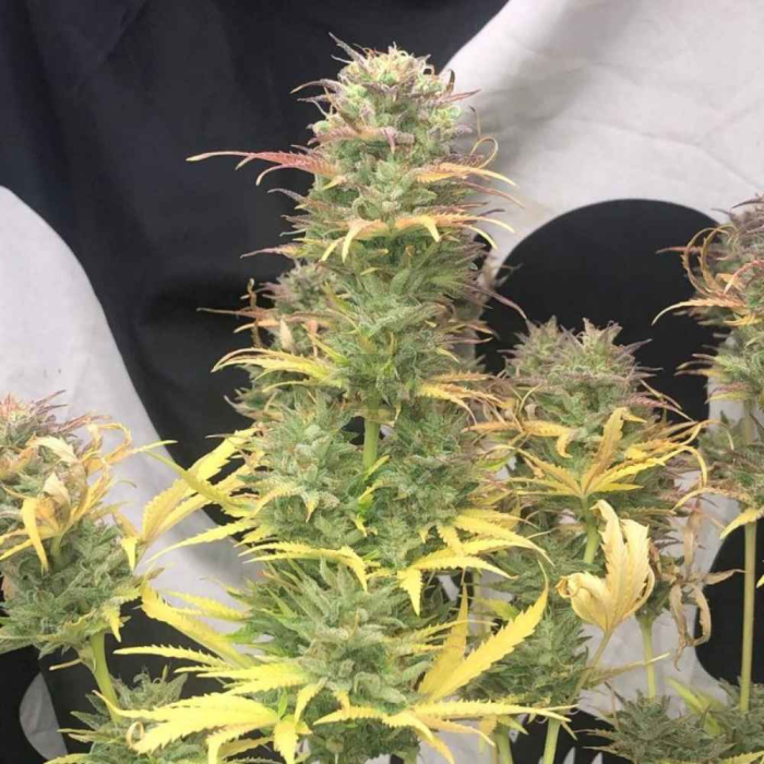 Girl Scout Kush Auto