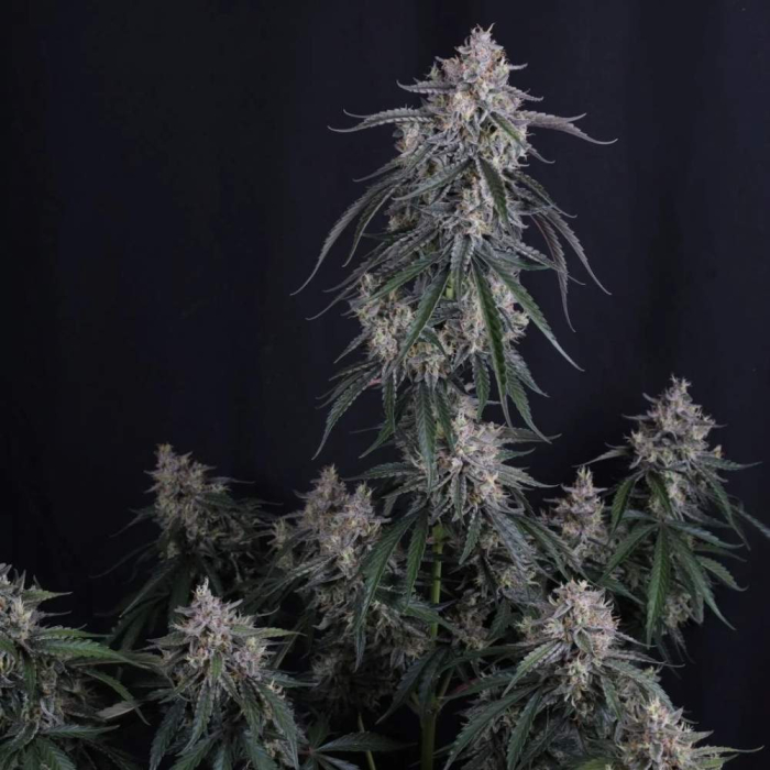 GMO Auto