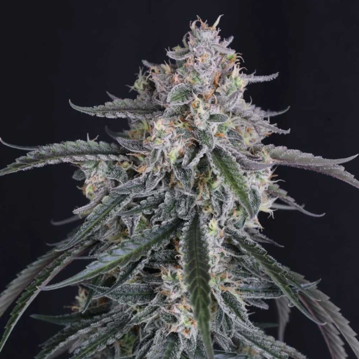 GMO Auto