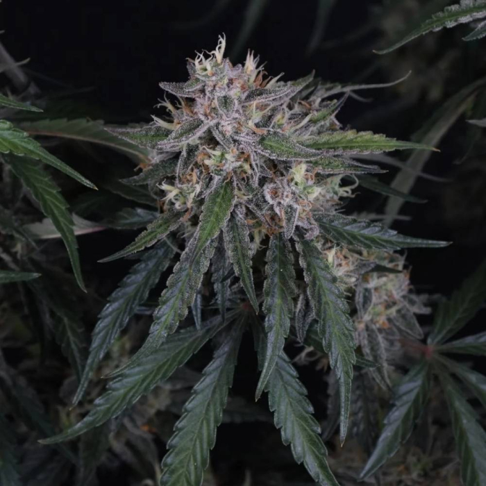 GMO Auto