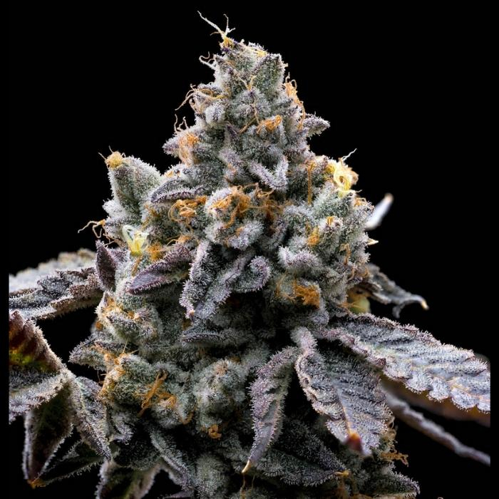 GMO Cookies