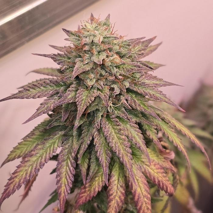 GMO Feminizada Granel