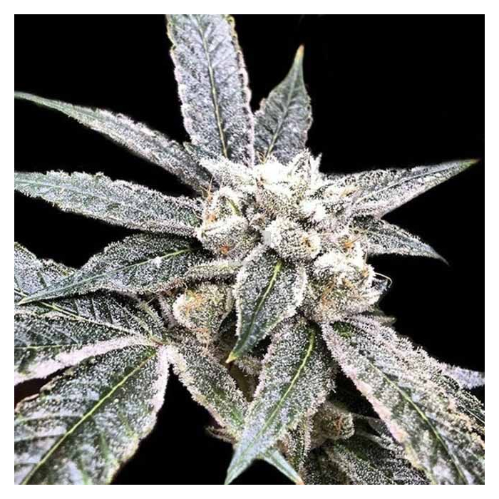 Golden Berry