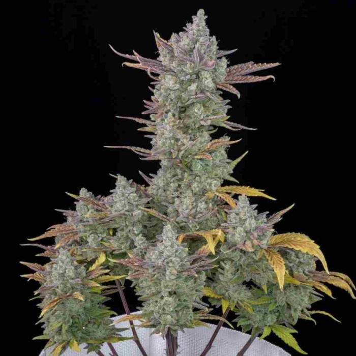 Gorilla Cookies Auto