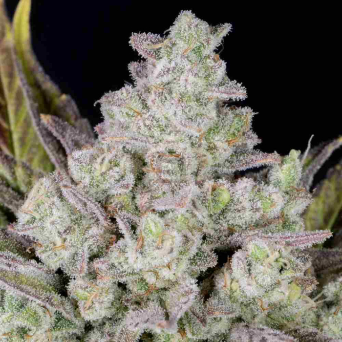 Gorilla Cookies Auto