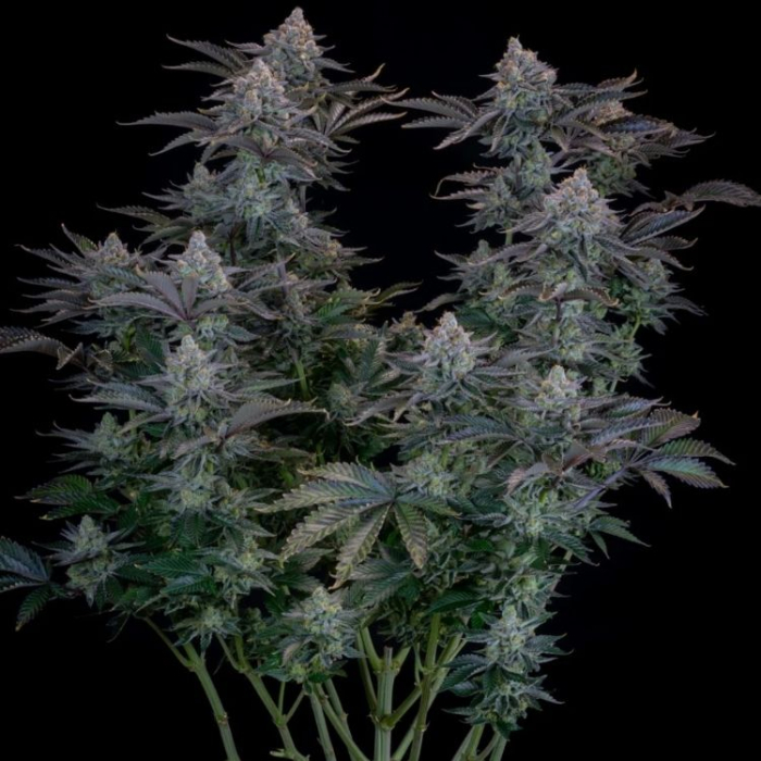 Gorilla Cookies FF