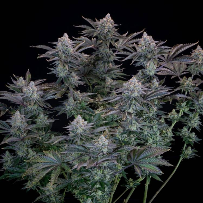 Gorilla Cookies FF