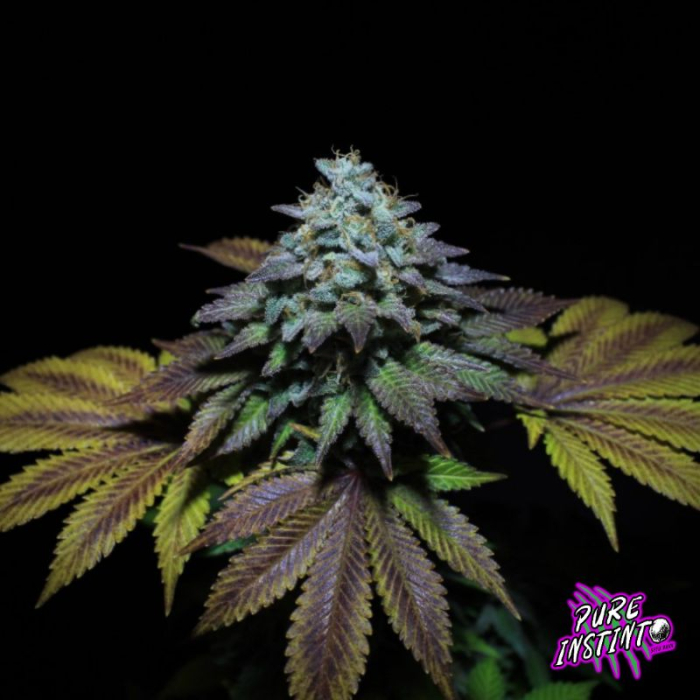 Gorilla Cookies