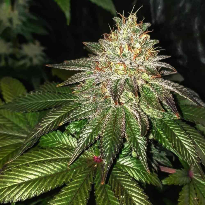 Gorilla Cookies