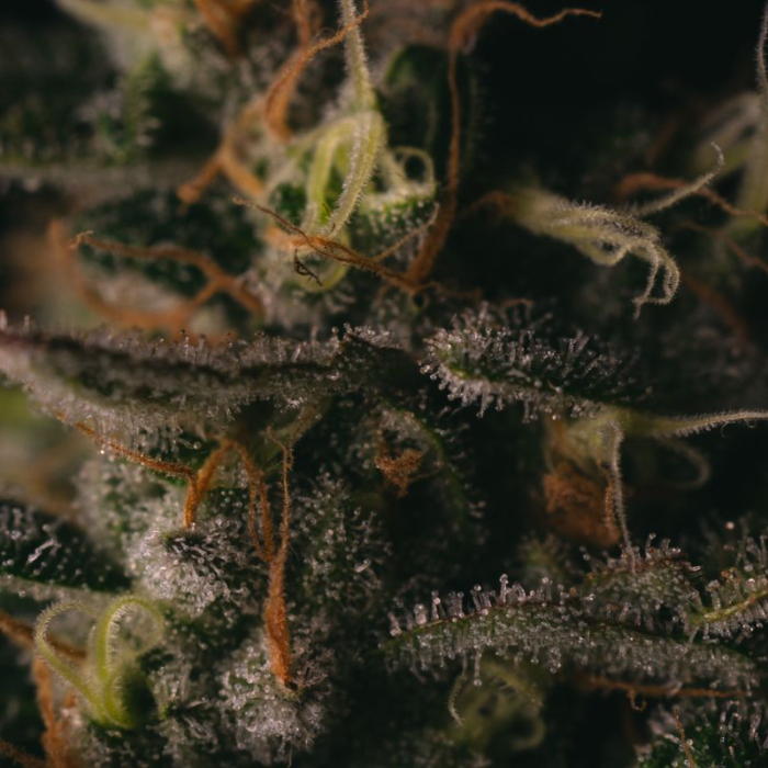 Gorilla Cookies