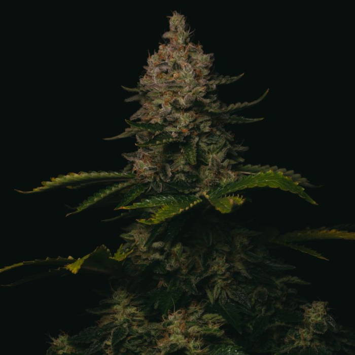 Gorilla Cookies