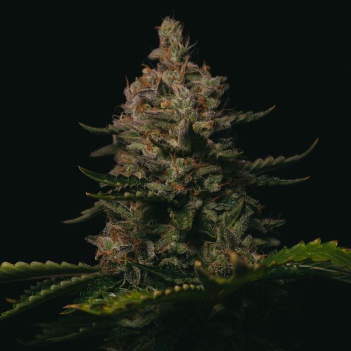 Gorilla Cookies