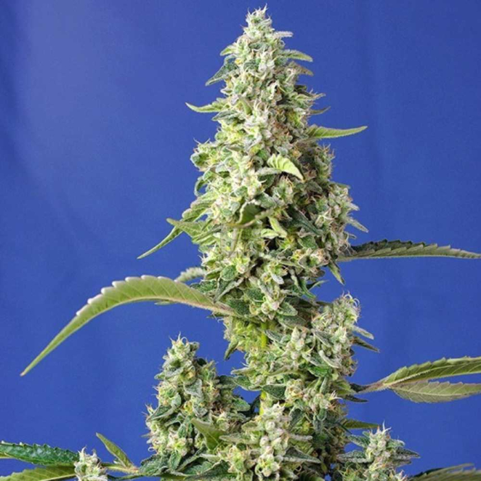 Gorilla Girl XL Auto