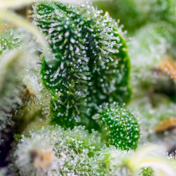 Gorilla Girl XL Auto