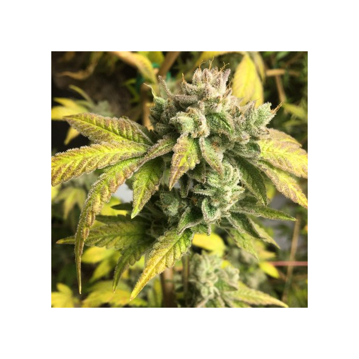 Gorilla Glue #4 Gorilla Glue #4