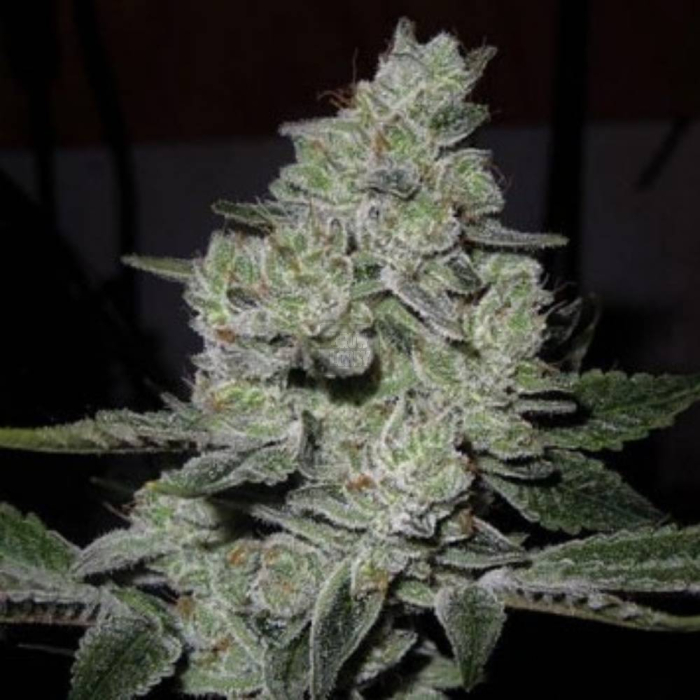 Gorilla Glue #4