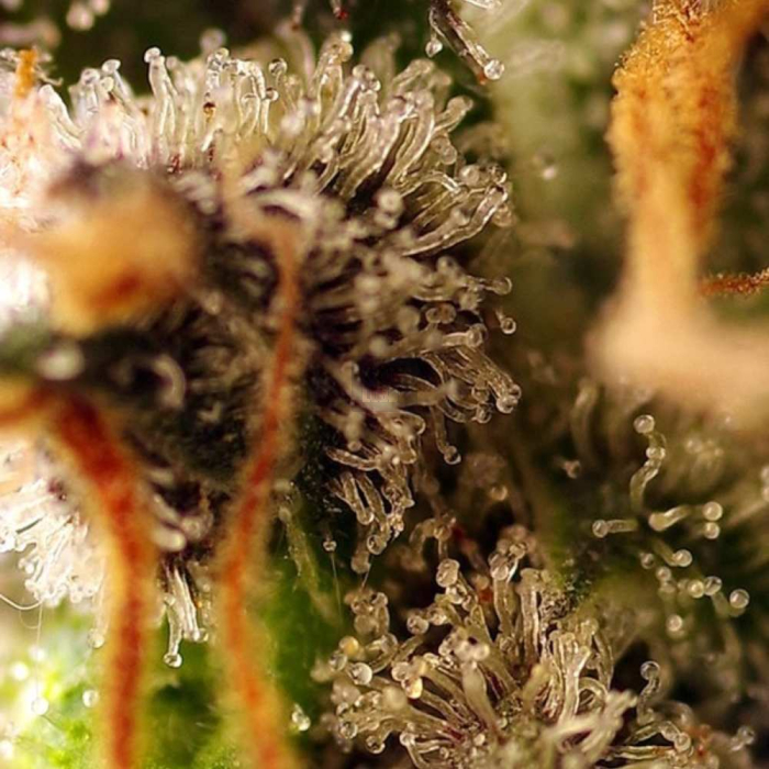 Gorilla Sherbet F1 Fast Version