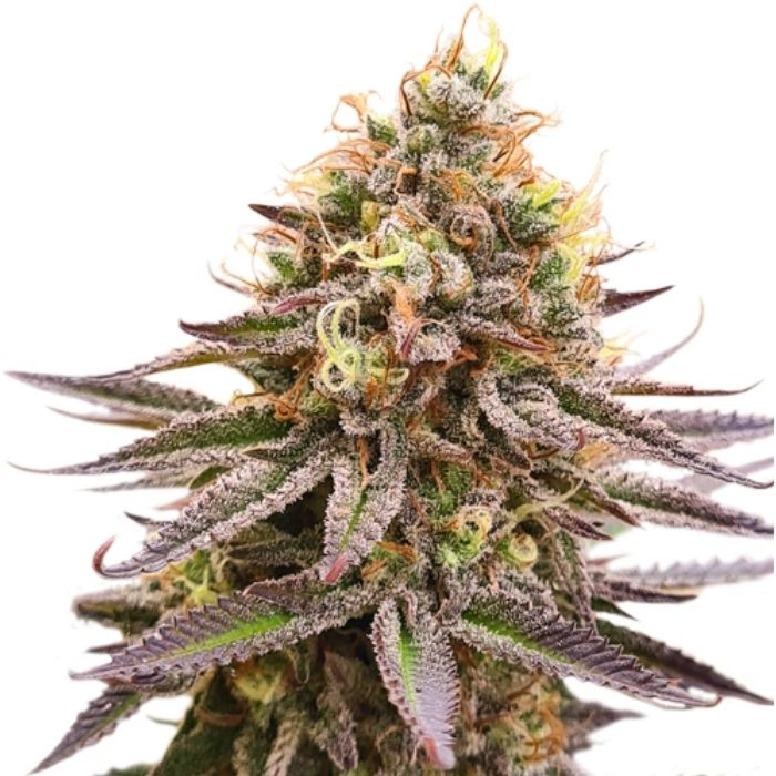 Gorilla Super Glue Gorilla Super Glue