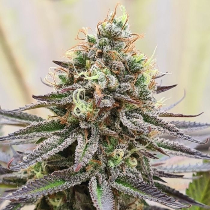 Gorilla Super Glue Gorilla Super Glue