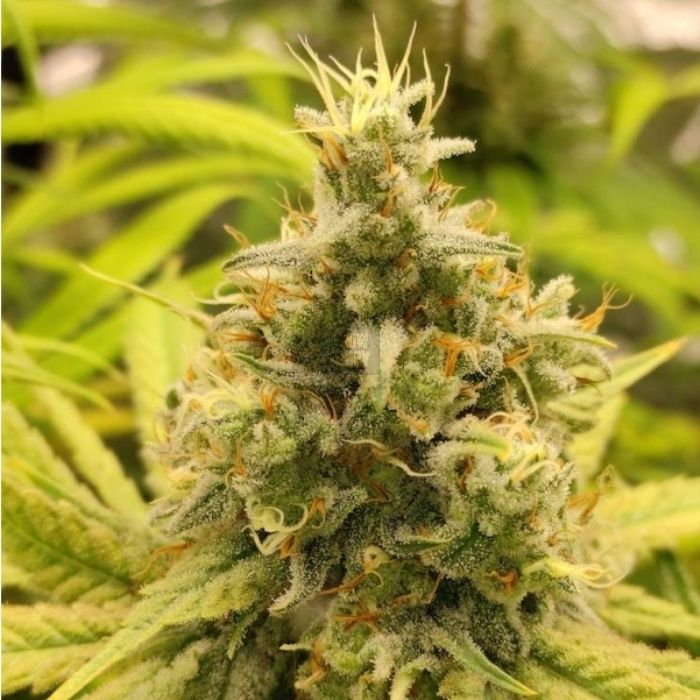 Gorilla Super Glue Gorilla Super Glue