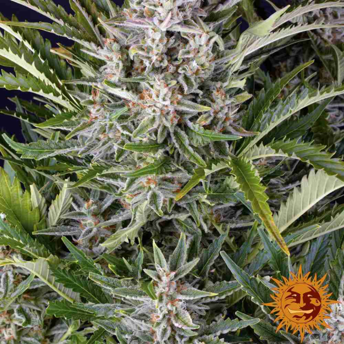 Gorilla Zkittlez Auto
