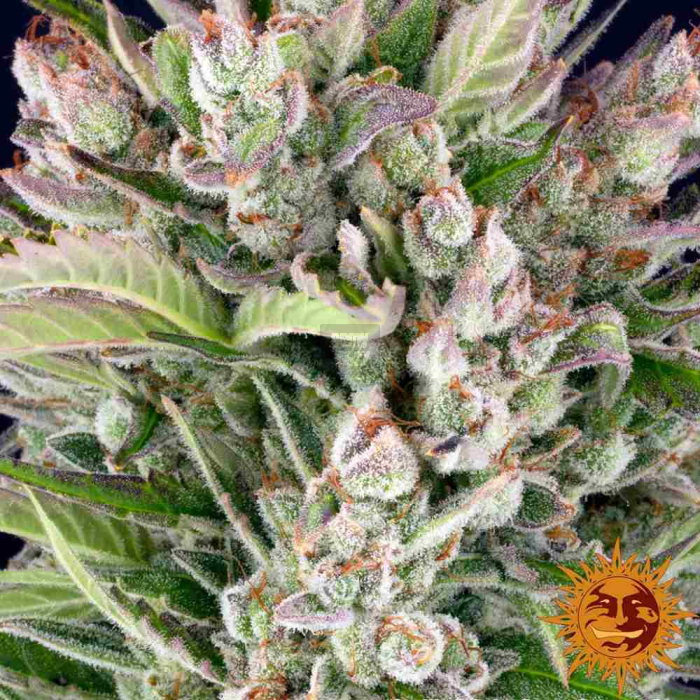 Gorilla Zkittlez Auto