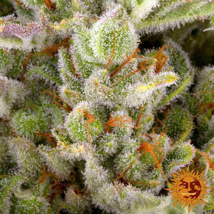 Gorilla Zkittlez Auto