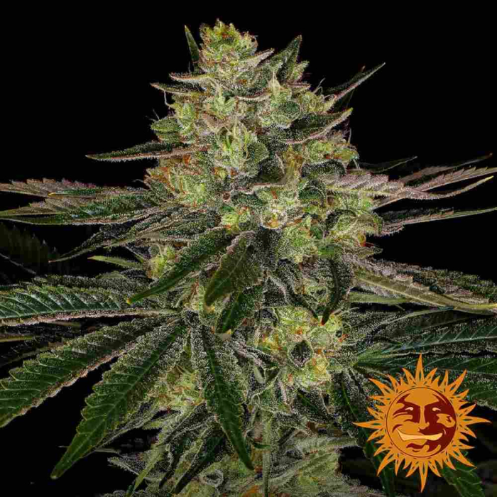 Gorilla Zkittlez