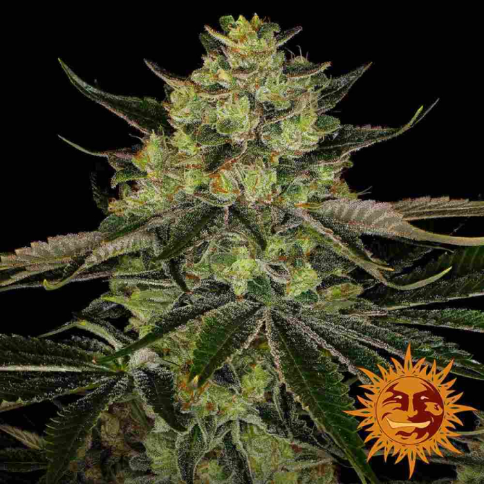 Gorilla Zkittlez