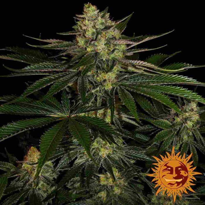 Gorilla Zkittlez