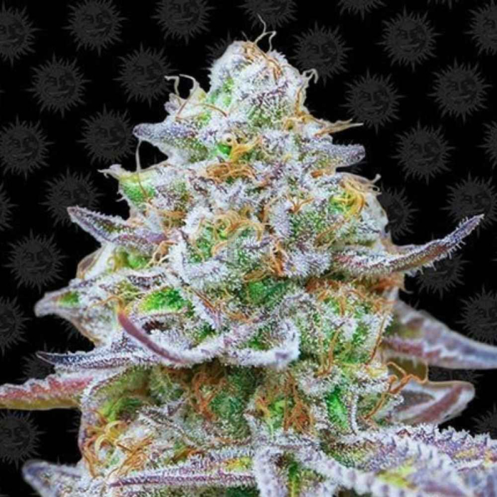 Gorilla Zkittlez