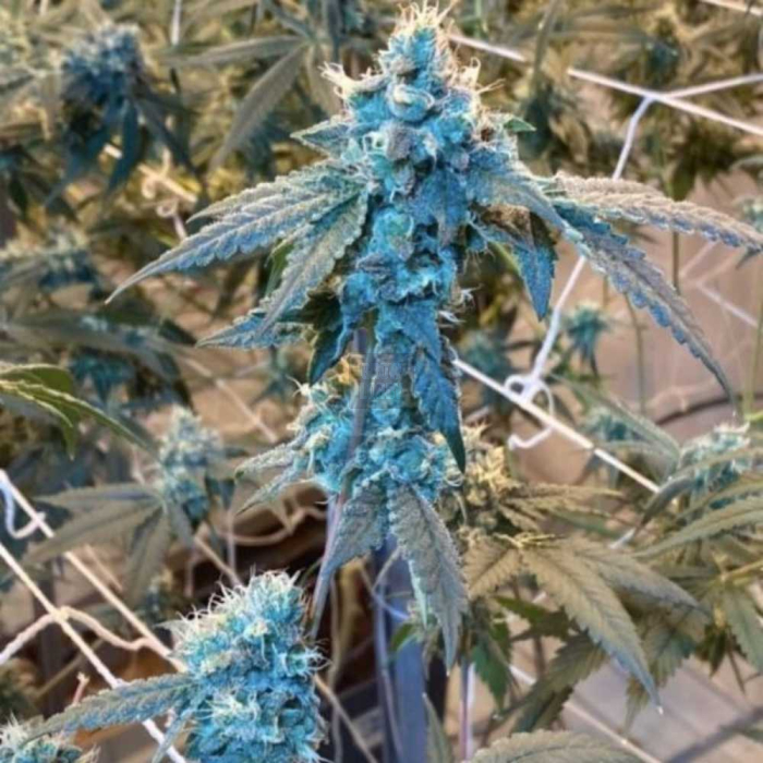 Grand Wedding Auto Grand Wedding Auto