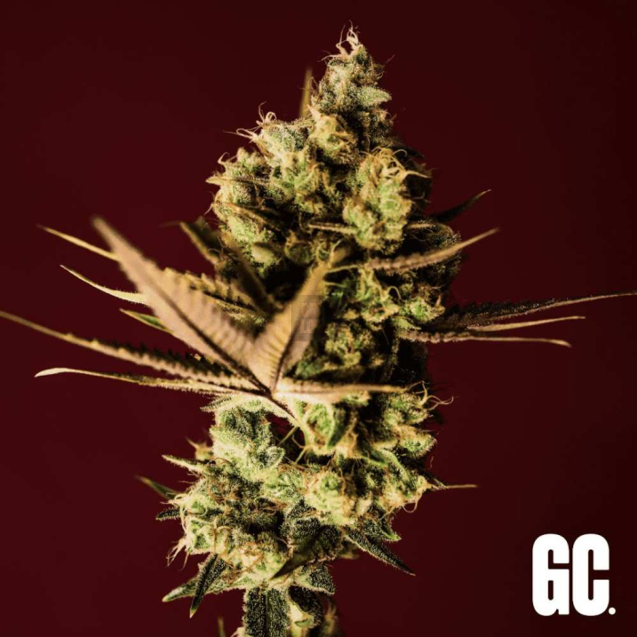 Grand Wedding Grand Wedding