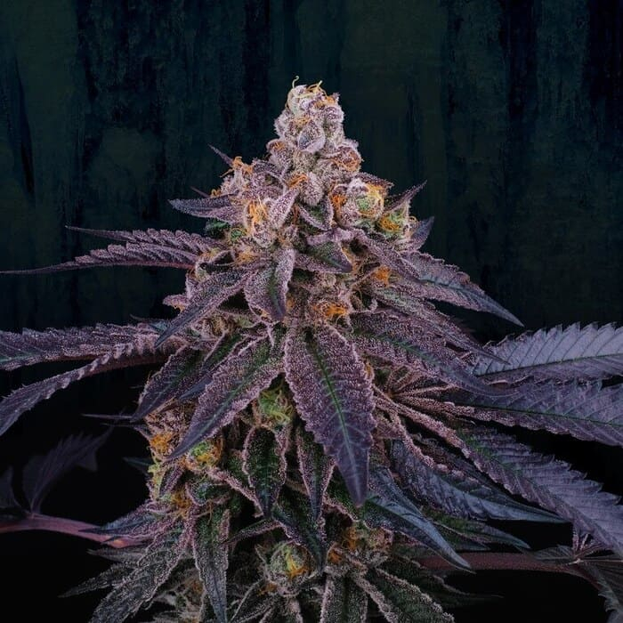 Granita (33 Splitter x Jet A)