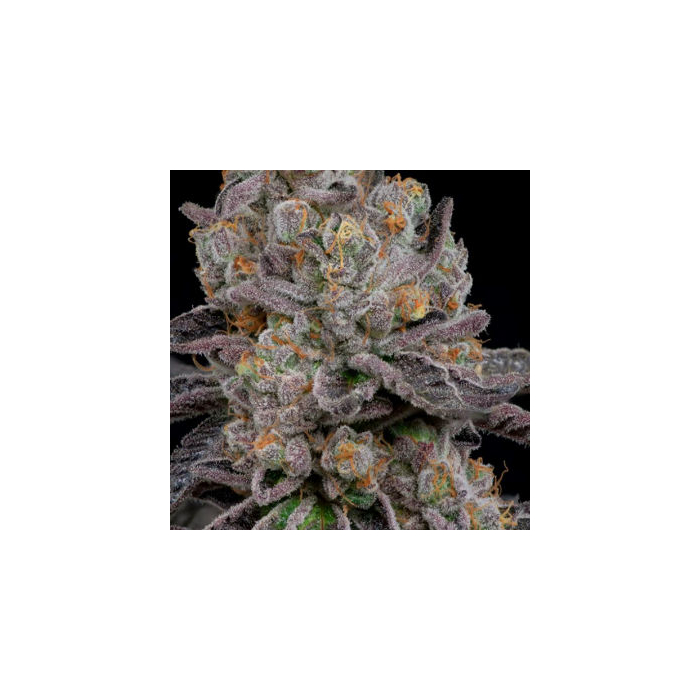 Grape Dosi V2