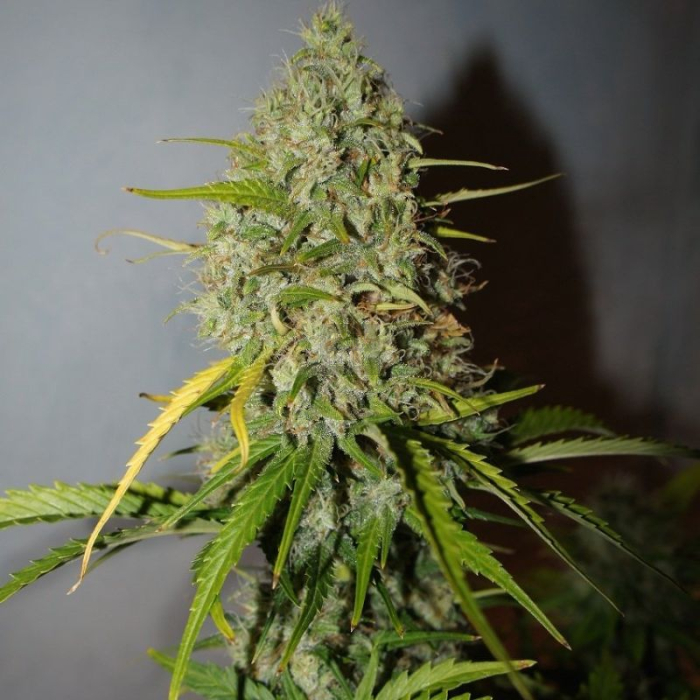 Grapefruit Auto Grapefruit Auto