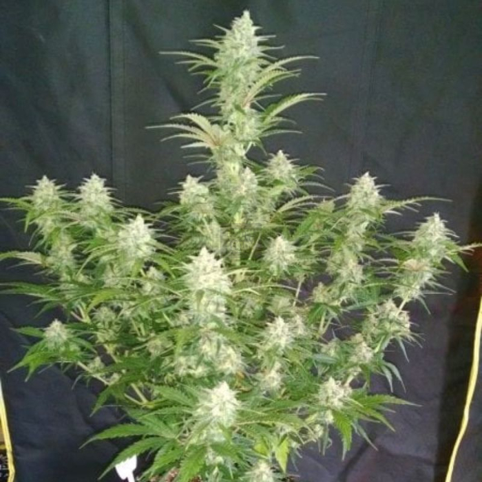 Grapefruit Auto