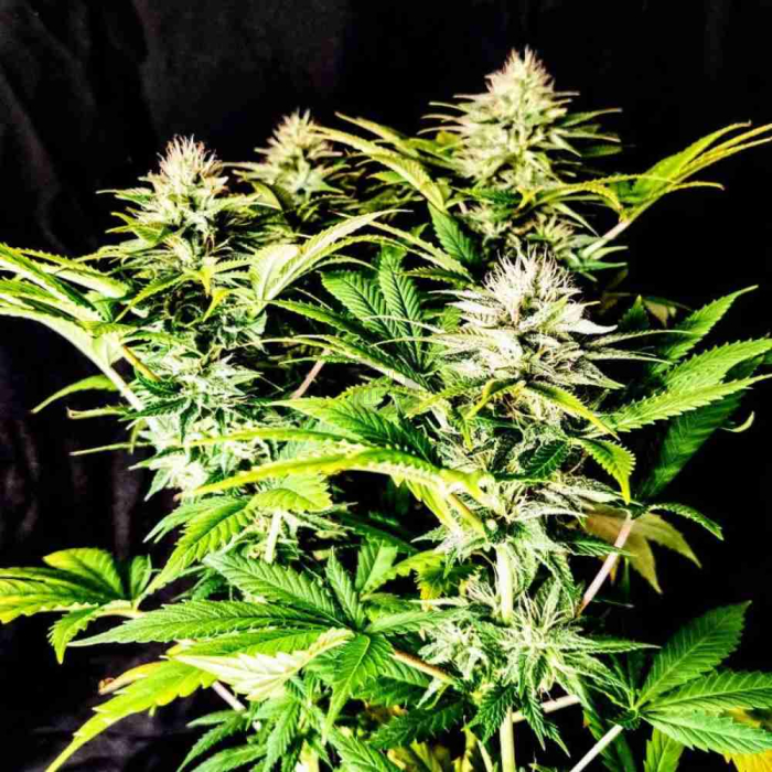 Grateful End OG