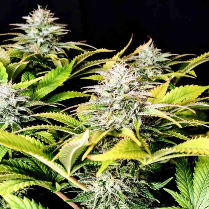 Grateful End OG