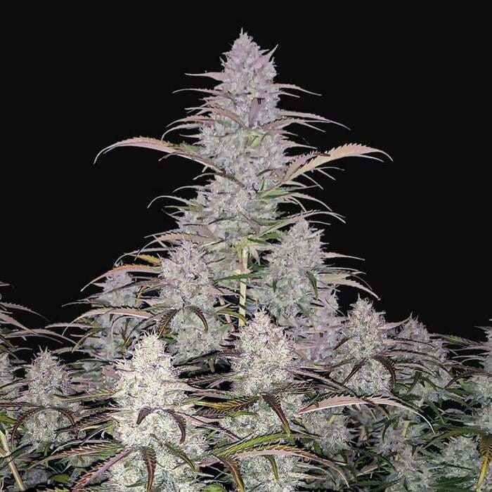 Green Crack Auto
