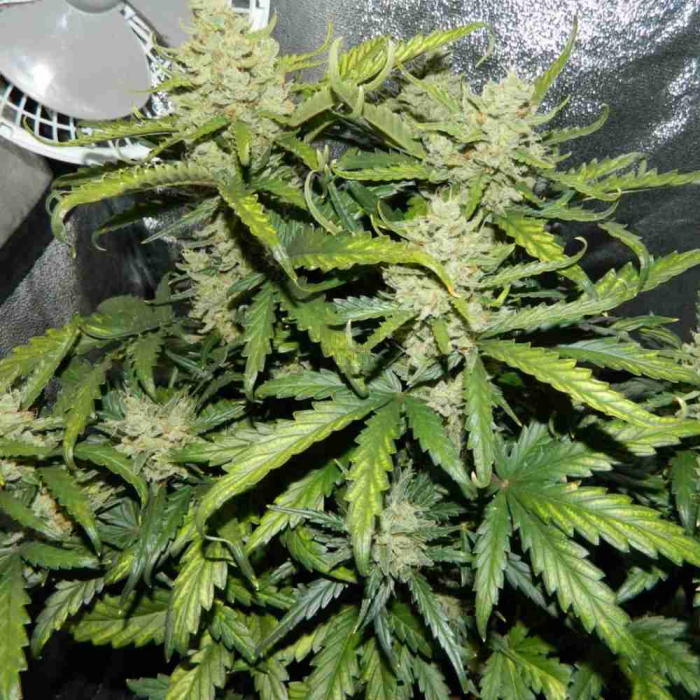 Green Crack Auto