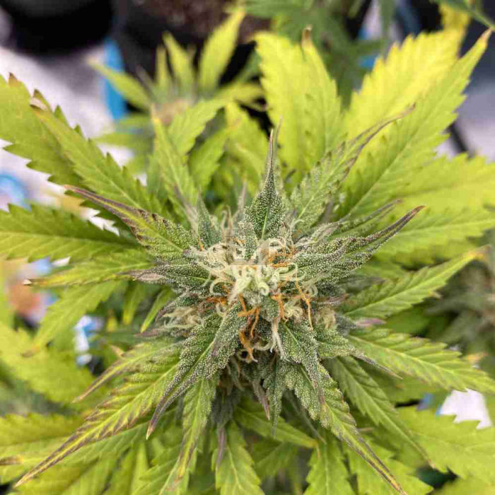 Green Crack Auto