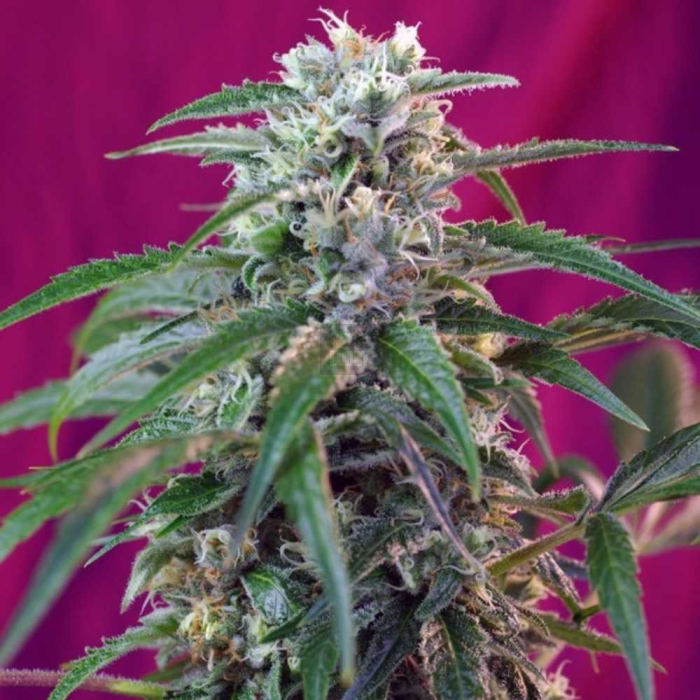 Green Poison Auto