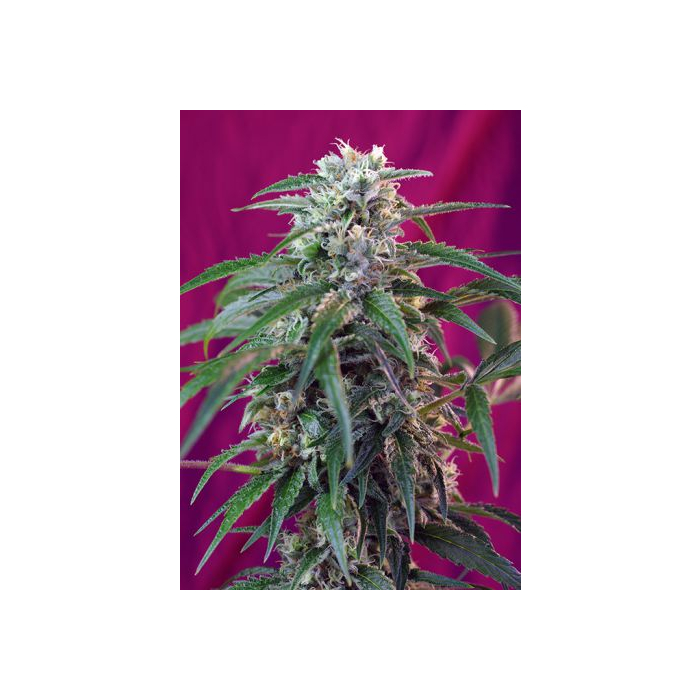 Green Poison Auto