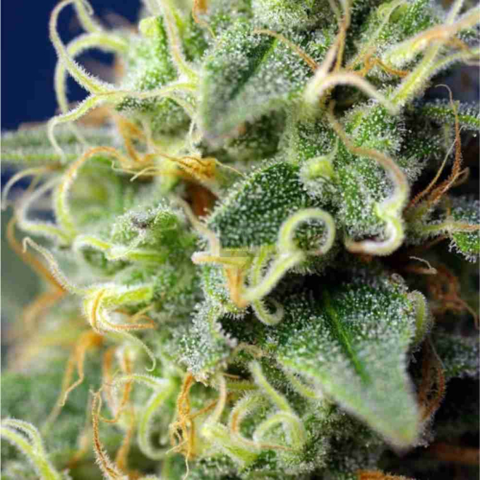 Green Poison CBD