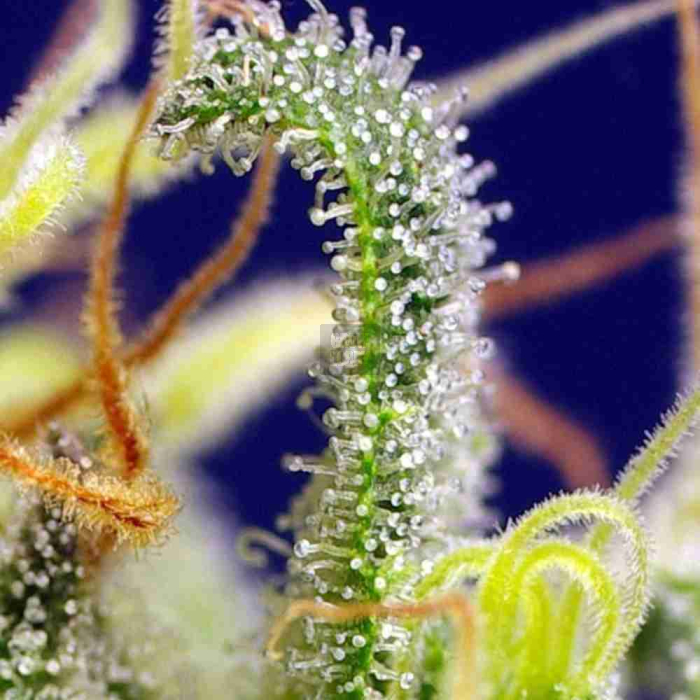 Green Poison CBD