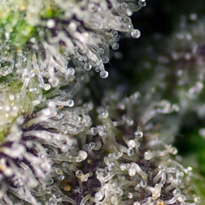 Green Poison XL Auto