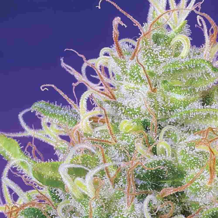 Green Poison