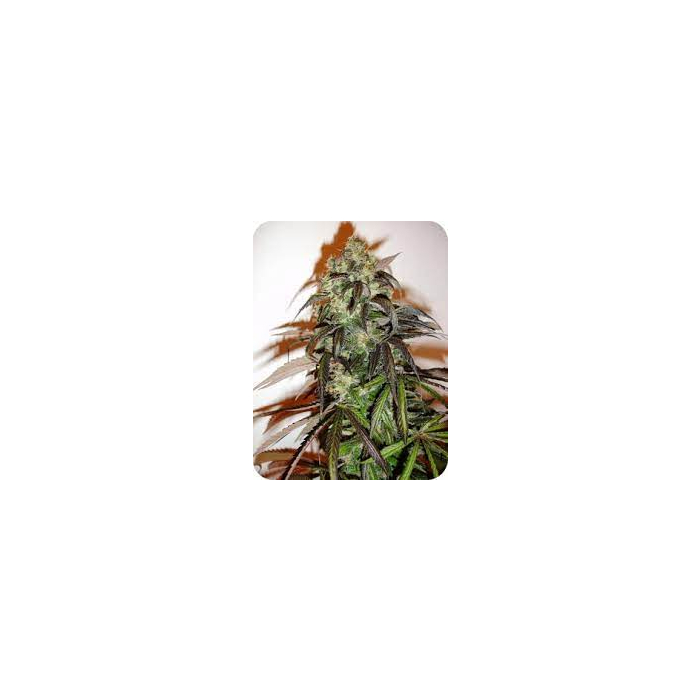 Green Bud