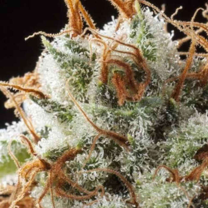 Grizzly Kush